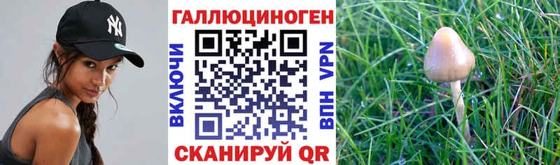 продажа наркотиков Барабинск Галлюциногенные грибы GOLDEN TEACHER